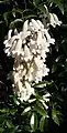 Fleurs en grappe de Pandorea pandorana