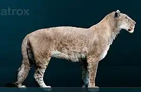 Lion américain, 4&nbsp;mètres de long