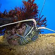 Panulirus versicolor