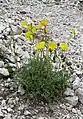 P. alpinum subsp. rhaeticumexemplaire à fleur jaune