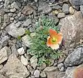 P. alpinum subsp. rhaeticumexemplaire à fleur orangée