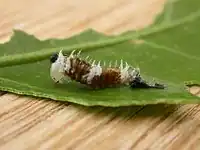 Chenille au premier stade