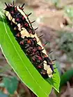 Chenille