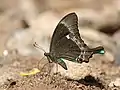 Papilio crino à Melagiri, Inde.