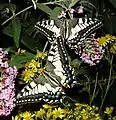 Machaons