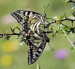 Accouplement de machaons dans le Naturpark Almenland (de) en Autriche. Juillet 2022.