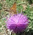 Petite violette, Clossiana dia sur une fleur de Bardane, Arctium minus.