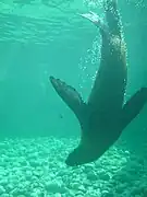 Otarie à fourrure en plongée, en 2005.