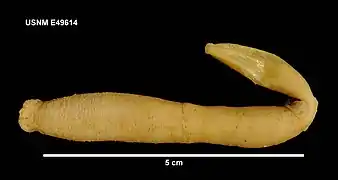 Paradota weddellensis