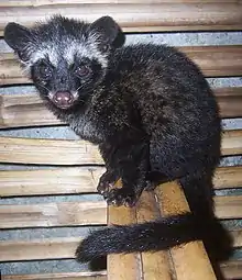 Civette palmiste hermaphrodite (Paradoxurus hermaphroditus)