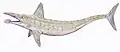 Dessin de Parahelicoprion clerci.