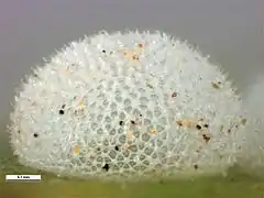 Œuf, vue latérale.