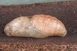 Chrysalide.