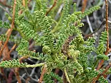 Feuillage de l'Adesmia boronioides (encore appelée Paramela)