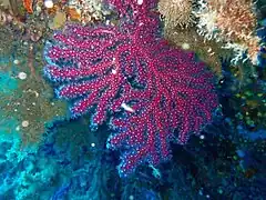 Paramuricea clavata