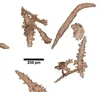 Spicules de Paramuricea intermedia