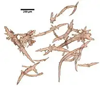 Spicules de Paramuricea spinosa