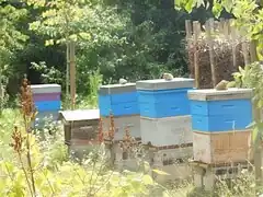 Ruches de la « Maison de l'apiculture ».