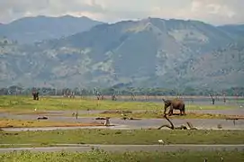 Le Parc national d'Uda Walawe - Étape 4