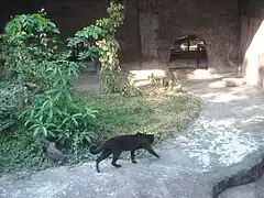 Une forme mélanique à Lao Zoo (province de Vientiane).