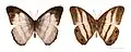 Pareuptychia hesionides - MHNT