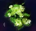 3 fleurs dont une hermaphrodite avec les étamines déployées.