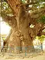 Arbre Parijat au village de Kintoor.