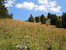 Pelouse alpine avec des tiges séchées de gentianes jaunes sur les flancs d'une montagne arrondie.