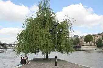 Saule pleureur.