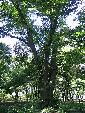Młodojewo-Parcele