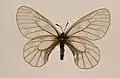 Parnassius stubbendorfi