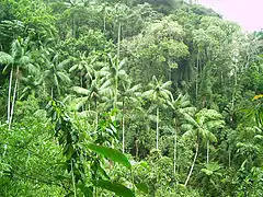 Aperçu sur la forêt