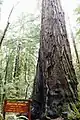 Sequoia Parson Jones, le + grand arbre de la réserve
