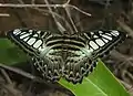 Parthenos sylvia apicalis