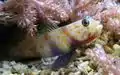 Partnergrundel Amblyeleortis guttata (Gobiidae)