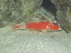 Un rouget à longue barbe (Parupeneus macronemus) de nuit