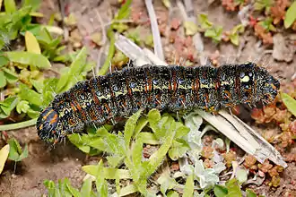 Chenille d'Apina callisto sur des feuilles d'Arctotheca.