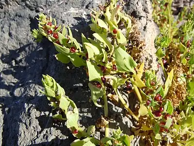 Détail d'une branche en fructification