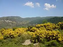 Paysage printanier en Kabylie.