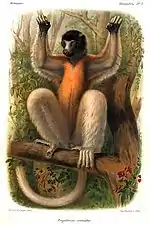 Planche illustrative de Propithecus coronatus.