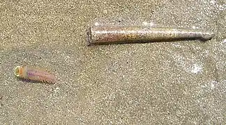 Tube de Pectinaria koreni