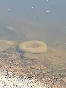 Pectinatelle sous l'eau.