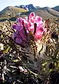 Pedicularis dasyantha