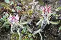 Pedicularis hirsuta dans la vallée d'Endalen (Spitzberg)