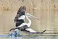 Sur l'eau