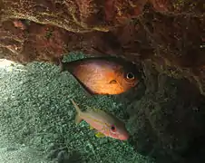 Pempheris oualensis