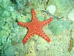 Pentagonaster duebeni
