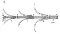 Figure 2 - Les cinq pièces principales de la penture inférieure de la porte Sainte-Anne.