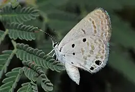 Luthrodes galba
