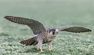 Faucon pèlerin.